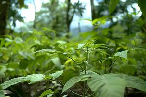 Lush Greenery. Exploring the Vibrant Green Leaves of a Tropical Plant in a Dense Forest Setting, Showing the Intricate Details of its Foliage with a Focus on Natural Light and Shadow Play photo