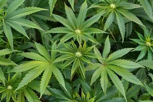 Cannabis Plants Flourish. Observing the Growth and Development of Cannabis Leaves, from Seedling to Mature Plant, with a Focus on Leaf Structure and Patterns in a Lush Green Garden Setting. photo
