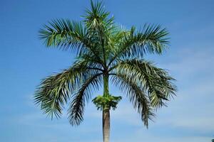 Majestic Palm Tree Reaching for the Azure Sky. A Vibrant Display of Tropical Flora Against a Clear Blue Canvas, Showcasing the Beauty of Nature's Design, A Symbol of Paradise Found. photo