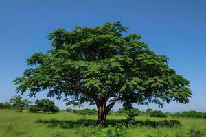 Lush Green Tree Stands Tall in a Verdant Meadow Under a Clear Blue Sky, Displaying Vibrant Foliage and Majestic Branches Against a Serene Background, Illustrating Nature's Beauty and Tranquility. photo