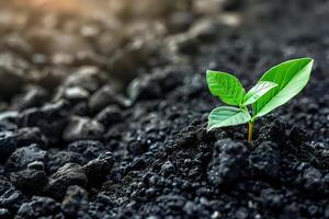 Witness a Tiny Seedling's Triumphant Growth Against All Odds in Harsh, Dark Soil, a Testament to Nature's Resilience and the Power of Perseverance. A Symbol of Hope and Renewal photo