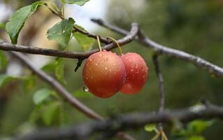 Two plums on a tree branch with water droplets photo