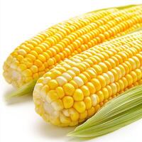 Fresh corn on the cob with yellow kernels and green husks ready for summer grilling or cooking photo