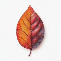 Colorful autumn leaf displaying vibrant shades of red, orange, and purple against a clean background photo