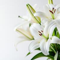 White lilies displayed beautifully against a plain background in a serene indoor setting photo