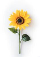 Bright sunflower with green leaves on a plain white background capturing the beauty of nature in full bloom photo