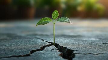A delicate green sprout emerges through a crack in dry soil, symbolizing new beginnings and growth photo