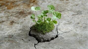 Tiny green plants sprout from cracks in weathered concrete, showing nature's persistence photo