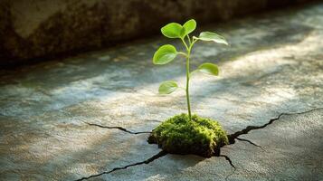 A small plant pushes through the cracked pavement, showcasing nature's endurance and growth photo