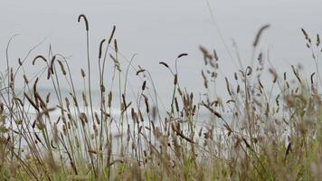 Tall coastal grasses sway gently in the wind on an overcast day, with the ocean waves visible in the background video