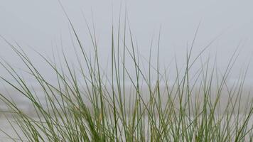 Beach grass sways gently in the wind, creating a serene atmosphere along the sandy shore under a clear blue sky video