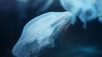 Ethereal jellyfish gracefully drift through serene ocean waters, showcasing their delicate, translucent forms against a deep blue backdrop video