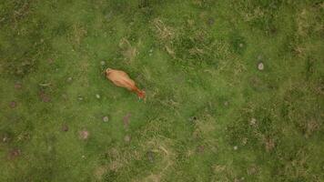 Mother cow walking across a field joins her calf lying on the grass, showcasing a peaceful rural scene video