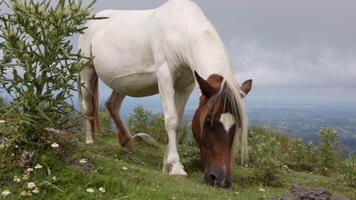 White and brown horse grazes peacefully on a mountain top, enjoying the view of the valley below video