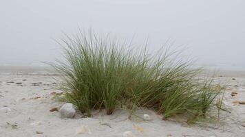 Gentle breezes caress beach grass under a cloudy sky, creating a tranquil and serene coastal atmosphere video