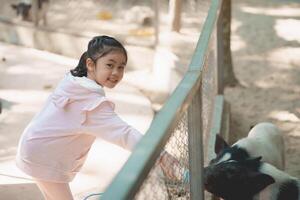 Asian cheerful child enjoys engaging with a pig at a petting zoo, highlighting the joy of learning about animals in a playful and natural environment. photo