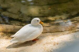Serene White Duck Near Water in Natural Habitat, Showcasing Soft Feathers and Calm Presence, Ideal for Nature and Wildlife Photography Collections photo