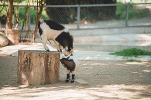 Playful Goats Enjoying Their Day Outdoors on a Sunny Day in a Farm Setting, One Goat Balancing on a Log While Another Looks Up Curiously photo