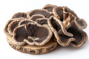 Organic Turkey Tail Mushroom on a White Background for Health and Culinary Use photo