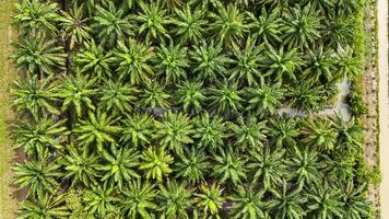 sustainable energy project featuring solar panels on a roof surrounded by tropical trees, highlighting renewable energy efforts and the integration of green technology into rural areas. photo