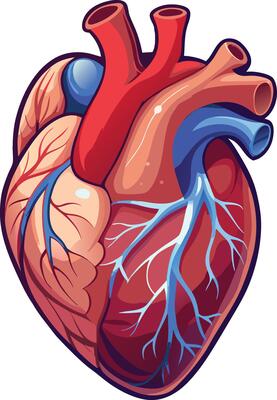 Anatomical Heart Silhouette with Realistic Touch