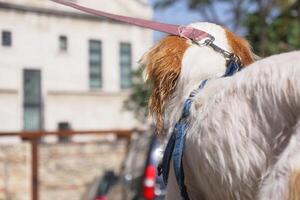 A closeup photograph of a leashed dog captured in an urban environment photo