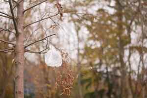 Plastic Bag Caught on Tree Branch in a Public Park, environmental pollution photo