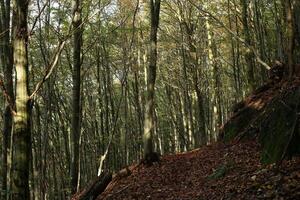 Beech forest on the Rennsteig, Thuringia, Germany. photo
