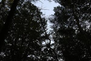 A gap in dark woods shows a bent tree silhouette photo