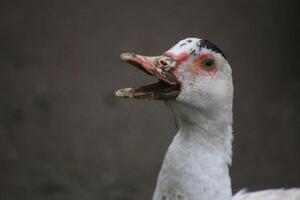 A quacking young domesticated Muscovy Duck - Cairina moschata. photo