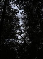 A gap in dark woods shows a bent tree silhouette. photo