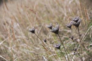 Autumnal umbels in reed and grass with defocused background. photo