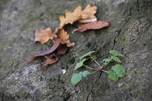 A small plant breaking through a crack in a rock. photo
