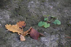 un pequeño planta rotura mediante un grieta en un rock foto