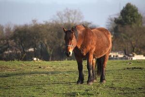 Big and heavy plow horse standing on a meadow photo