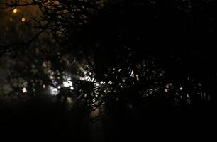 Background with bush in front of street lamps and headlights in the night. photo