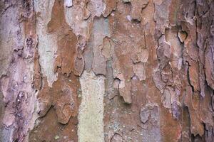 Bark of a london plane - Platanus x acerifolia - resembling an artwork. photo