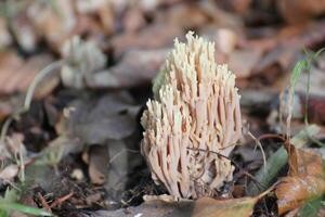 Coral mushroom - genus Ramaria - on the ground between leaves. photo
