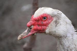 Close up of the red head of a domesticated Muscovy Duck - Cairina moschata. photo