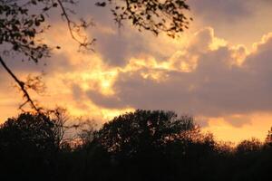 Burning orange sky with tree silhouettes photo