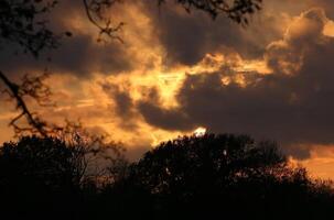 Burning orange sky with tree silhouettes. photo