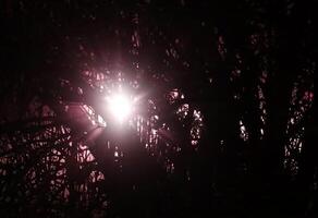 Blinding red light shining through tree in the night. photo