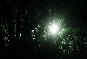 Blinding green light shining through tree in the night. photo