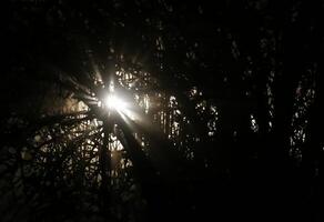 Blinding white light shining through tree in the night. photo
