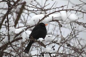 Common blackbird - Turdus merula - in winter sitting in a bald bush. photo
