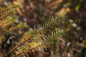 Detail of the twig of a spruce tree in autumn. photo