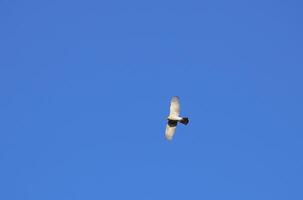 European kestrel - Falco tinnunculus - flying in front of a blue sky. photo