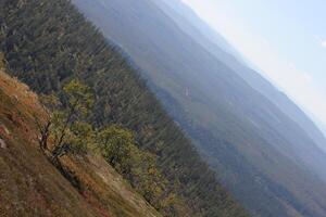 Small birch and unusual angle view from the mountain Hoegfjaellet near Saelen, Dalarna, Sweden. photo