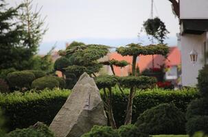 Small ornamental coniferous tree in bonsai style. photo