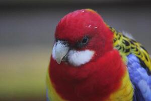 Portrait of an eastern rosella - Platycercus eximius. photo